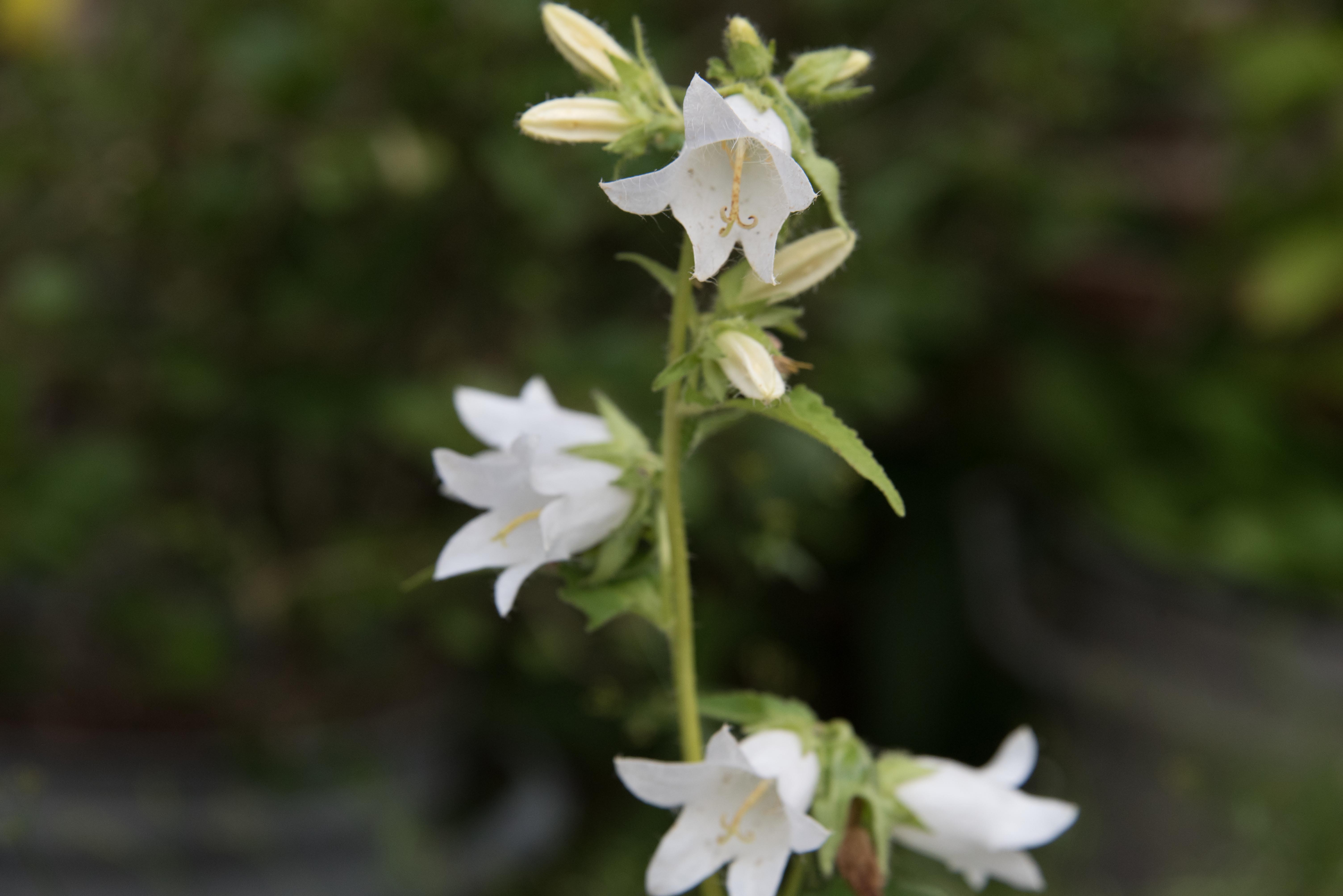 Campanula trachelium 'Album'Ruig klokje bestellen